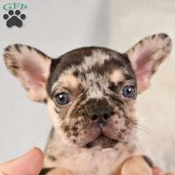 Rosie/French Bulldog									Puppy/Female	/8 Weeks,Hi there! Meet Rosie, She is a beautiful Lilac Merle French bulldog puppy sure to bring joy to any home! Rosie has a sweet personality and is well socialized! She will come vet-checked and up to date on all her shots and wormer along with vaccination records. If you are interested in Rosie don’t hesitate to call or text me! I look forward to hearing from you! I have transportation available at an additional fee.