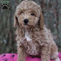 Muffin/Bich-Poo									Puppy/Female	/9 Weeks,Meet Muffin our beautiful little Bichpoo. She is up to date on vaccinations and dewormers. Muffins is family raised and well socialized and loves attention. She is 3/4 Poodle and 1/4 Bichon. She will be a great and very loyal companion!