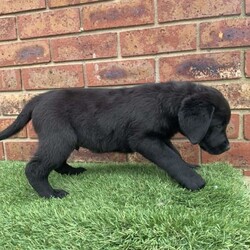 Pedigree Labrador Puppies( price is negotiable )/Labrador Retriever/Male/Younger Than Six Months,If you see my ad, yes pet is still for sale.Beautiful black and yellow ( males and females) Labrador puppies are looking for forever home. DOB is 10/08/23 and pups are ready to go now. Pups will come with: first vaccination, microchip, health certificate from Vet and wormed every 2weeks since born. Parents got Excellent hip/elbow scores and DNA tests and Eyes tests.Dad is yellow colour: Hip 3 / Elbow 0Mum is black colour: Hip 6 / Elbow 0Mum is medium size 28kg and Dad is 35kgMum is available for view.If you are interested send me a message please.956000016351079956000016330949956000016340232956000016334080