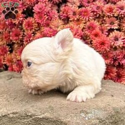 Jana/French Bulldog									Puppy/Female	/7 Weeks,  Jana is a one of a kind maskless lilac tan platinum visual fluffy Akc registered frenchy puppy! Carries Isabella no brindle no pied! Family raised and well socialized! Up to date with all shots and dewormings! Comes with a health guarantee! Delivery available! Contact us today to get your new family member!