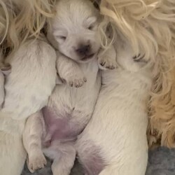 West Highland Terrier Babies soon ready for their new homes./West Highland White Terrier/Both/Younger Than Six Months,We have male and female westie puppies ready for their new homes from 5th November.The West Highland Terrier is a friendly, sturdy and spunky little breed.They are extremely confident and adaptable, this breed does not lack in self esteem.A Westie will be quick to announce an incoming visitor and then welcome them with a grin and a gaily wagging tail.The parents of this litter have all of these traits, they love people and get along with other pets and are very well mannered.Our Westie babies have been raised in our home with love and cuddles from day one.They are very confident and love to play and snuggle.These babies have had their first vaccination and have been microchipped, they have had a vet health check and and the new owner will get that report.They have a puppy pack to help them settle into their new home, it contains a blanket and toy that has the siblings and mothers scent, a bag of Royal Canin puppy biscuits which the puppy has been raised on to ensure optimum puppy health, and a puppy information folder with feeding guidelines and vet health documents.These little puppies are absolutely gorgeous and are for loving homes only.RPBA816