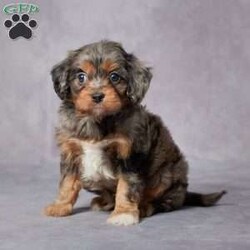 Duke/Cavapoo									Puppy/Male	/7 Weeks,AKC registered / Genetically tested Parents – Happy and healthy – F1 Cavapoo – Up to date on and deworming – Microchipped – 6 month health/1 year genetic guarantees(1yr/2yr if you remain on recommended food)- Full vet examination Call/text/email to schedule a time to come out and visit. We can ship to you, or can meet you at our airport. We can also meet in between if a reasonable distance.