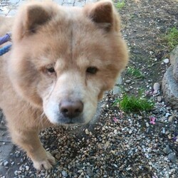 Adopt a dog:Maui/Chow Chow/Male/Senior,Maui is a special guy... he spent his life as a breeding dog in a poorly maintained situation in the midwest that was eventually shutdown.  11th Hour, along with several other rescues, actually secured Maui (and Ohana) through a dog auction.  He was one of the luck ones... Now that his background story is behind him (and us) we are looking forward to a wonderful future with a loving family.  Maui is a sweet older gentleman at around 8 years old.  He is a chow chow.  His coat has been neglected all of his life - so we are starting from scratch by shaving him down and working through grooming to improve it.  Maui is fine with other dogs - but we have a feeling he would love to be all by himself - a quiet companion for that special family.  If you have it in your heart to rescue an older guy who is looking for a break - please let us know.