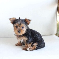 Charlie/Yorkie									Puppy/Male	/8 Weeks,Charlie is 1 of 7 in his litters , his approx adult weight is 5-7lbs , he is sweet , spunky and energetic !! We adore him and the rest of his litter . 