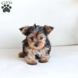 Charlie/Yorkie									Puppy/Male	/8 Weeks,Charlie is 1 of 7 in his litters , his approx adult weight is 5-7lbs , he is sweet , spunky and energetic !! We adore him and the rest of his litter . 