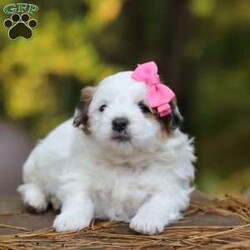 Hollie/Teddy Bear									Puppy/Female	/5 Weeks,Meet Hollie, the sweetest little Shichon. This sweet pup loves her people and will never leave your side. Playtime is no joke to her, and she will always find a way to make you smile with her cute puppy antics. With her silky, soft coat and deep brown, puppy-dog eyes, this little baby will steal your heart from the very first minute you see her. Hollie will join her new family with: • First vet exam already completed • Current on necessary vaccines and dewormer • Microchipped • Our one year genetic health guarantee Momma to this sweet baby is an adorable Bichon named Mindy. She is a family favorite and is a very good momma to her little ones. Friskee the dad, is a stunning Shitzu. He is very loyal and loves running and playing in the outdoors. For more info, or to schedule a visit with the babies, you can call . (This is a landline so we can not receive and texts. Sorry for any inconvenience.)