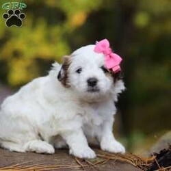 Hollie/Teddy Bear									Puppy/Female	/5 Weeks,Meet Hollie, the sweetest little Shichon. This sweet pup loves her people and will never leave your side. Playtime is no joke to her, and she will always find a way to make you smile with her cute puppy antics. With her silky, soft coat and deep brown, puppy-dog eyes, this little baby will steal your heart from the very first minute you see her. Hollie will join her new family with: • First vet exam already completed • Current on necessary vaccines and dewormer • Microchipped • Our one year genetic health guarantee Momma to this sweet baby is an adorable Bichon named Mindy. She is a family favorite and is a very good momma to her little ones. Friskee the dad, is a stunning Shitzu. He is very loyal and loves running and playing in the outdoors. For more info, or to schedule a visit with the babies, you can call . (This is a landline so we can not receive and texts. Sorry for any inconvenience.)