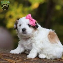 Hollie/Teddy Bear									Puppy/Female	/5 Weeks,Meet Hollie, the sweetest little Shichon. This sweet pup loves her people and will never leave your side. Playtime is no joke to her, and she will always find a way to make you smile with her cute puppy antics. With her silky, soft coat and deep brown, puppy-dog eyes, this little baby will steal your heart from the very first minute you see her. Hollie will join her new family with: • First vet exam already completed • Current on necessary vaccines and dewormer • Microchipped • Our one year genetic health guarantee Momma to this sweet baby is an adorable Bichon named Mindy. She is a family favorite and is a very good momma to her little ones. Friskee the dad, is a stunning Shitzu. He is very loyal and loves running and playing in the outdoors. For more info, or to schedule a visit with the babies, you can call . (This is a landline so we can not receive and texts. Sorry for any inconvenience.)