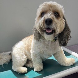 Adopt a dog:me/Havanese/Male/Adult,Oh, my! What a sweet boy Max is! A Cavanese, his father was 100% Cavalier, and his mom was 100% Havanese. He's 3 years old, weighs 35 pounds and sports a tricolor medium length coat that's soft to the touch. And his temperament? We already said he's sweet, and to that we can add that he does well with all dogs and cats. (Not all cats like him, though.) He does very well with kids, too, except that he doesn't understand that he needs to be gentle with younger ones. He enjoys going to daycare where he plays with everyone until he decides he needs a bit of a rest. Max walks well on a leash and uses potty bells when he needs to go out. He does have some food allergies which means he has some dietary restrictions. So! If his mom was 100% and his dad was 100%, does that mean he's 200%? Yup! 200% wonderful! (posted 10/26/23, R)
ADOPTION: $250.00