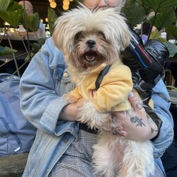 Adopt a dog:Zoey/Shih Tzu/Female/Senior,Are you looking for a companion who will stick by your side through thick and thin? Have you found yourself yearning for a best friend with whom you can cuddle, share secrets, and spend lots of quality time? Hi, I'm Zoey, and if you said 