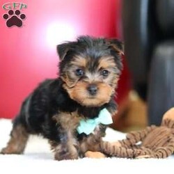 Landon/Yorkie									Puppy/Male	/8 Weeks,Landon is the definition of “pawsitively” delightful! He’s a bundle of joy, always ready to brighten your day with his playful antics. This little guy is incredibly affectionate ACA Registered Yorkshire Terrier who loves snuggles, making him the perfect cuddle buddy. His friendly nature and boundless energy will keep you entertained, and his loyalty will warm your heart. Landon is not just a pup; he’s a tiny ball of cuteness! With his soft, silky coat and big, expressive eyes, he’s an absolute head-turner. His petite size and charming appearance make him the envy of the dog park. Don’t miss your chance to bring Landon into your life. He’s the ultimate package of adorableness and charm.  Adopt Landon today, and you’ll have a forever friend who’ll bring joy, love, and laughter into your home.