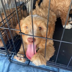 Adopt a dog:me/Miniature Poodle/Female/Baby,Adoption Event Nov 11th at 12pm at Petsmart Secaucus!  We will have a bunch of puppies available. Scheduled to have Cavapoos and Mini Goldendoodles , Mini Bernadoodles and chihuahua mix puppies . We will update with Pics on Wednesday when they arrive .. pics above are just examples of out last event 

Please fill out a application or email wrwanimalrescue@yahoo.com 

https://form.jotform.com/230230464287149