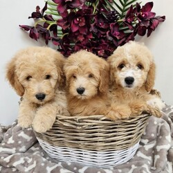 BEAUTIFUL MINIATURE GOLDENDOODLE PUPPIES FOR SALE/Miniature Goldendoodles/Mixed Litter/9 weeks,Raised in a loving family home, the happy, playful puppies, are looking for permanent new homes. All puppies are familiar with other animals and children as we raise them as part of our family. Mum is an F1b Miniature Goldendoodle, and Dad is an F1b  Miniature Doodle. The parents are not related & live with us at home. These puppies have been given the best start in life and questions will be asked about what kind of home you can offer them, so please don't be offended. Each puppy has been fully vaccinated, wormed, microchipped and have had 2 extensive healthchecks from our local vet. We will only sell Puppies after they have been seen at least twice.

 They are currently using puppy pads and are getting into a good routine. Miniature Goldendoodles make lovely family pets and are easy to train and integrate into your loving home. Mum stands at 16 inches to shoulder and Dad is 14 inches. These will be expected to remain relativelg small compared to some other Miniature Goldendoodles. You are more than welcome to meet the puppies via a video call to start with, followed by a play date once were happy they will have a good home. A £300 non refundable deposit will be taken, however if at anytime I do not feel my puppies are comfortable with the situation, I will refund your deposit. Each puppy will come with a puppy pack including a bag of their current food, toys and a blanket with the smell of litter mates and mum. They will also come with 4 weeks free insurance . When leaving each puppy will be fitted with a lead and collar to ensure safety when travelling to their new homes.
Boys and Girls available

Thank you for reading.