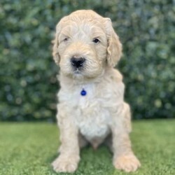 Adopt a dog:5 x F1b Standard Groodles (DNA Clear) Free Delivery Sydney//Male/Younger Than Six Months,5 x beautiful purebred F1b Standard Groodle puppies available to a loving home. Ready to go from the 29th November and we can deliver them to Sydney on this date.- 5 x MalesPuppies come :- With first round of vaccinations & microchipped- Vet check report- 6 weeks free pet insurance- Not desexed- Wormed every 2 weeksThe puppies have been raised indoors and outdoors, and around children and other puppies. These puppies will be low shedding, some do have more of a non-shedding/poodle type coat, some have more of the typical first generation groodle look that will be wavy and fleece. Similar to bordoodle, labradoodle, Aussiedoodle.The father is a DNA Clear 25kg Black Parti Standard Poodle, the mother is a 28kg DNA tested Clear Standard Groodle. We own both parents and I can send photos of parents on request.Once our puppies leave, we:- Would love to see updates!- Offer a rehoming policy- Offer a 18 month health guarantee- Have a Facebook page you can stay in touch or see other puppies we have bred- Offer support and are free to talk at any time throughout your puppies lifeWe are located in Nyngan NSW, can get to Dubbo at any stage. Road transport is usually organised from Dubbo. There will be free transport to Sydney, with a chosen meeting location and time. Happy to arrange other freight at buyers expense, flights from Sydney to another capital city are usually around $300Full members of AAPDB: 16947BIN: B000738270We have a website & Facebook page Country Canine Co. Please look on our Facebook group Country Canine Co. Families for photos of the previous litter as adults.