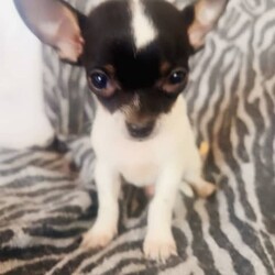 ❤️Amazing Tiny Pure Chihuahua pups MUST SEE!!❤️/Chihuahua (Long Coat)/Both/Younger Than Six Months,***SERIOUS ENQUIRIES ONLY***PRICE REDUCED THESE TINY CHIHUAHUA PUPS ARE LOOKING FOR WONDERFUL PET HOMES