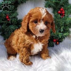 Sandy/Cavapoo									Puppy/Female	/9 Weeks,Hi, meet Sandy! She is a F1 Cavapoo puppy. She is up to date on all vaccinations and dewormer. She has also been microchiped and vet checked. 