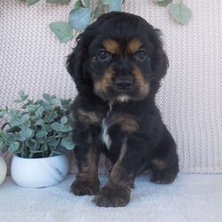 River/Cocker Spaniel									Puppy/Male	/6 Weeks,Hi, im a Cocker Spaniel puppy. I am looking forward to meeting you! I am up to date with my immunizations, my wormer medication, socialized. I am also vet-checked to make sure I am healthy. I come with a 30 day health guarantee. For more information call or text Linda 