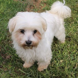 Adopt a dog:Camilla/Maltese/Female/Adult,I could be your couch potato.

As long as you don’t mind this little potato snuggled on your lap.

At first meeting I may be a little bashful.

But, it doesn’t take long for me to open my heart to you.

I wouldn’t mind a compatible furry friend to keep me company if you have to go out.

Mostly though, I just can’t wait to spend the rest of my days loving you.

Big walks and lots of exercise aren’t really my favorite thing.

So, a little fenced yard would be ideal when nature calls.

I find my happy place is by your side or in a comfy bed where the sunshine comes in through the window.

Have you pictured me there already?

 Good! 

Now, go fill out that application so you can have me there forever.