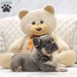 Asher/French Bulldog									Puppy/Male	/7 Weeks,This sweet and adorable Fluffy French Bulldog is looking for a forever family! All vaccinations and dewormings are up to date and any necessary paperwork will be provided. Raised by a loving family on a farm, is well socialized with children- this puppy is sure to be a wonderful new companion for you!