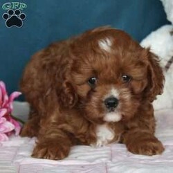 Kayla/Cavapoo									Puppy/Female	/9 Weeks,Kayla is an adorable puppy with a very sweet personality. Very gentle with children. Kayla loves to snuggle up on a lap and lick your hands. Her parents are both on site. We look forward to meeting you as you take a look at the puppy today!