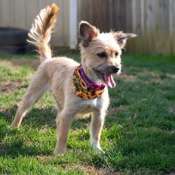 Adopt a dog:Taffy/Yorkshire Terrier/Female/Young,Meet Taffy!

Taffy is a 2-year-old Yorkie/Cairn Terrier mix. She is only 10 lb. She is fully vetted (shots, spayed, chipped), Great with other dogs, seems to be fine with cats, and is good with kids. She is crate trained/housebroken.

If you would like to make this adorable boy a part of your family, please complete the online application to begin the process.

https://furrytailendingscaninerescue.org/adoption-application/

**A PHYSICAL FENCED IN YARD IS REQUIRED**

** BREED MIX DNA CONFIRMED, HE IS A MIX OF 3 BREEDS**

**PLEASE NOTE EMAILS FROM THE SITE EXPRESSING YOUR INTEREST IN ADOPTING WILL NOT BE ANSWERED. IF YOU ARE INTERESTED IN ADOPTING, PLEASE COMPLETE THE ONLINE APPLICATION ON OUR WEBSITE TO BEGIN THE PROCESS. ALL INFORMATION KNOWN ON THE DOG/PUPPY IS INCLUDED IN THE PROFILE**

**WE ARE A FOSTER BASED RESCUE AND DO NOT HAVE A PHYSICAL LOCATION TO VISIT. BECAUSE OF THIS, WE DO NOT ALLOW MEET & GREETS PRIOR TO HAVING A COMPLETED/APPROVED APPLICATION ON FILE**