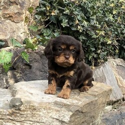 Sage/Cavalier King Charles Spaniel									Puppy/Female	/5 Weeks,Sage is a high quality puppy with a chocolate strain. Contact Steve today for an appointment with this adorable little girl! She will make a wonderful addition to your home. 