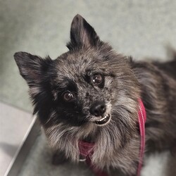 Adopt a dog:Pixie/Pomeranian/Female/Adult,You can fill out an adoption application online on our official website.Pixie is a beautiful chocolate merle puppy mill survivor looking for her happily ever after. She is 5 years old and weighs 18 pounds. Pixie has the typical puppy mill behaviors like being shy, acting like a statue for grooming and vetting, but besides that she is amazing for all she has endured. Pixie loves being pet and even allows strangers to give her scratches. She loves other dogs, enjoys playing with them and running around the yard. She is crate trained, house trained, and rides well in a car. She just isn't accepting of a harness and leash so she does require a fenced yard. Pixie is a very gentle soul who has made great progress adjusting to life in a home so now its time for this healthy girl to find her forever home.
To adopt Pixie, please complete an adoption application at peacelovepoms.rescuegroups.org. The $350 adoption donation ($250 for senior citizens 65+) includes core vaccines (Rabies, Parvo/Distemper, and Bordatella), Accuplex (Heart worm and Lyme test), fecal, microchip, bloodwork, spay, dental, and all the love you can handle!