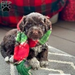 Calypso/Portuguese Water Dog									Puppy/Male	/6 Weeks,Meet Calypso, He is a gorgeous AKC registered pwd! He has a whole lot of love to give, and wants to spend every moment with you! He comes pre-loved and pre-spoiled and will make the perfect addition to any home. These babies will be up to date on vaccinations and dewormer, and will be microchipped and health checked before they leave our place.