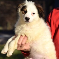 Adopt a dog:me/Collie/Male/Baby,LOOKING FOR THE ADOPTION APPLICATION FORM? 

Please visit our website at: www.LHAR.dog 

If application is approved, pup will be held for you to meet/adopt within a few days of approval (week of 11/19) 

Location: Jefferson MD 

Age approx. 8 weeks as of 11/16

Adoption donation for this pup is $200 plus a $100.00 spay/neuter deposit. Adopter will agree to take the pup to vet of their choice for spay/neuter procedure. Once complete we ask for the documentation to be sent back to LHAR and we will issue a $100.00 deposit refund check to adopter.

This includes: Age appropriate vaccines and dewormings, 

Size: Small to Medium when full grown

Breed: collie mix is best guess? 

Please note our requirements to adopt
 1. Fill out our online application at: Www.LHAR.dog
 2. We require all current pets in the household to be up to date on shots and be spayed/neutered. Veterinary references will be contacted. 
3. We require that someone be in the home/work from home half of the work day throughout the work week. It is not healthy for a puppy to be crated and left alone for 5 or more hours a day. Lunch breaks are not considered home half the work day and asking a neighbor to stop in is not considered home half the day

His Story: LHAR rescued this happy little pup with the help of an organization in rural WV. He is an active and energetic pup who loves to play with toys and wrestle with his foster sister. We have no confirmed history of mom or dad. We believe he is a collie mix?

Weight: approx. 6lbs as of 11/18

Photos were taken on 11/18

Questions? Please email: lharinfo@gmail.com 

Adoption donation fees: Please know that 100% of our fees go towards the rescue of puppies and dogs in need. Lonely Hearts Animal Rescue is a 501c3 non-profit organization. 

Thank you for considering a rescue pup!
