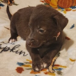 Adopt a dog:me/Labrador Retriever/Female/Baby,ADOPT ME ONLINE: https://ophrescue.org/dogs/13096

Hi! My name is Hope and I came to OPH with my mom and 11 siblings on 10/27/2023!

My birthday is 10/1/2023 and I'm guessed to be a Lab mix! I am the smallest of the Thankful Litter and currently weigh about 4lbs. The puppy calculator says when I'm full grown I'll probably be between 41 and 64lbs.

Foster mom says I'm very snuggly and enjoy lots of laptime! I'll be available to go home with my new family as early as 11/27 so apply to adopt me today!

I am just a baby and my adopters should be respectful of my small size and puppy needs, such as not being left alone for more than 4 hours at a time, and to teach me proper manners with play, potty, leash walking and crating. In return, I promise to try really hard to make you proud and to give lots of puppy kisses!

Please note that because this puppy is so young, it has only received 2 of the required 3 puppy distemper vaccinations. This is very IMPORTANT because it means that the immune system will not be fully functioning until about 16 weeks of age. Until then, the puppy MUST stay out of public places where it could be exposed to the germs of other dogs. These no puppy zones include all pet stores, dog parks, and for apartment dwellers, areas used by other dogs. These requirements are strictly for the puppys medical safety and longevity.
To adopt fill out the simple online application at https://ophrescue.org 
Operation Paws for Homes, Inc. (OPH) rescues dogs and cats of all breeds and ages from high-kill shelters in NC, VA, MD, and SC, reducing the numbers being euthanized. With limited resources, the shelters are forced to put down 50-90% of the animals that come in the front door. OPH provides pet adoption services to families located in VA, DC, MD, PA and neighboring states. OPH is a 501(c)(3) organization and is 100% donor funded. OPH does not operate a shelter or have a physical location. We rely on foster families who open their homes to give love and attention to each pet before finding a forever home.All adult dogs, cats, and kittens are altered prior to adoption. Puppies too young to be altered at the time of adoption must be brought to our partner vet in Ashland, VA for spay or neuter paid for by Operation Paws for Homes by 6 months of age. Adopters may choose to have the procedure done at their own vet before 6 months of age and be reimbursed the amount that the rescue would pay our partner vet in Ashland.