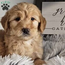 Gloria/Goldendoodle									Puppy/Female	/8 Weeks,Alert and well-rounded, Gloria will be an excellent family dog, calm but full of fun and good spirits! This beautiful observant princess will delight your family with her mellow, cuddly ways. Hloria is up to date on her age appropriate puppy vaccinations and vet checks to ensure that she is happy and healthy before venturing out into the world to make that journey home to her FUR-ever family. Could that special family be you?