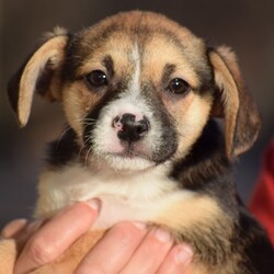 Adopt a dog:me/Beagle/Female/Baby,LOOKING FOR THE ADOPTION APPLICATION FORM? 

Please visit our website at: www.LHAR.dog 

If application is approved, pup will be held for you to meet/adopt within a few days of approval (week of 11/19) 

Location: Jefferson MD 

Age approx. 8 weeks as of 11/16

Adoption donation for this pup is $200 plus a $100.00 spay/neuter deposit. Adopter will agree to take the pup to vet of their choice for spay/neuter procedure. Once complete we ask for the documentation to be sent back to LHAR and we will issue a $100.00 deposit refund check to adopter.

This includes: Age appropriate vaccines and dewormings, 

Size: Small to Medium when full grown

Breed: Beagle mix is best guess? 

Please note our requirements to adopt
 1. Fill out our online application at: Www.LHAR.dog
 2. We require all current pets in the household to be up to date on shots and be spayed/neutered. Veterinary references will be contacted. 
3. We require that someone be in the home/work from home half of the work day throughout the work week. It is not healthy for a puppy to be crated and left alone for 5 or more hours a day. Lunch breaks are not considered home half the work day and asking a neighbor to stop in is not considered home half the day

Her Story: LHAR rescued this happy little pup with the help of an organization in rural WV. She is an active and energetic pup who loves to play with toys and wrestle with her foster brother. We have no confirmed history of mom or dad. We believe she is a beagle mix?

Weight: approx. 6lbs as of 11/18

Photos were taken on 11/18

Questions? Please email: lharinfo@gmail.com 

Adoption donation fees: Please know that 100% of our fees go towards the rescue of puppies and dogs in need. Lonely Hearts Animal Rescue is a 501c3 non-profit organization. 

Thank you for considering a rescue pup!