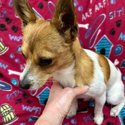 Adopt a dog:Fox/Chihuahua/Male/Baby,Hi everyone, my name is Fox. I am a one-year-old chihuahua/terrier mix weighing 9 pounds. I am looking for my forever home and hope you can help. I am a little shy at first, but once I warm up, we will be best friends. If you are interested, please hurry and get your application in by visiting www.hopeforhannah.org.  
Timing is everything, with a face like this, applications will be flying in.
