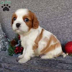 Charlie/Cavalier King Charles Spaniel									Puppy/Male	/6 Weeks,Hi, im a Cavalier puppy. I am looking forward to meeting you! I am up to date with my immunizations, my wormer medications, and I have a Micro-chip so that I can be easily identified if I ever become lost! 