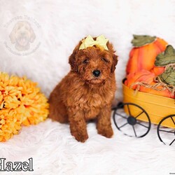 Hazel/Mini Goldendoodle									Puppy/Female	/9 Weeks,Hazel is an intense red mini goldendoodle! Her expected adult weight is 20lbs full grown!