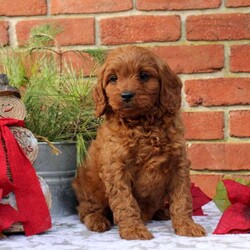 Fudge/Cavapoo									Puppy/Male	/7 Weeks,Say hello to Fudge, a very endearing Cavapoo puppy seeking his forever home! This beautiful fella is ready to wiggle right into your arms. He is already vet checked and up to date on shots & wormer, plus he comes home with a 1-year genetic health guarantee that the breeder provides. Also, he is family raised with children and well-socialized, making him an excellent fit for anyone interested in adopting. So, if you want to learn more about Fudge and how to make him yours, please call the breeder today!
