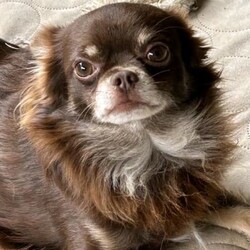 Chihuahua chocolate long hair very small babys /Chihuahua (Long Coat)/Male/Younger Than Six Months,Hi we have 2 very small chocolate babies left they are all boys very well socialised love cuddles very loving puppies can you Mum and Dad they are on royal cannon Chihuahua puppy biscuits they have been vet checked vaccinated ready to go come with puppy vouchers for their next vaccination 