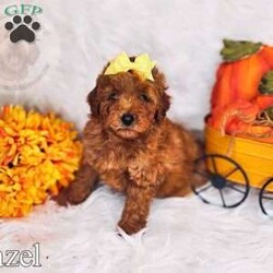 Hazel/Mini Goldendoodle									Puppy/Female	/9 Weeks,Hazel is an intense red mini goldendoodle! Her expected adult weight is 20lbs full grown!