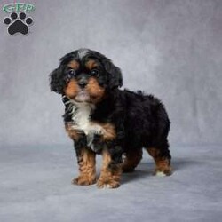 Eric/Cavapoo									Puppy/Male	/8 Weeks,AKC registered / Genetically tested Parents – Happy and healthy – F1 Cavapoo – Up to date on and deworming – Microchipped – 6 month health/1 year genetic guarantees(1yr/2yr if you remain on recommended food)- Full vet examination Call/text/email to schedule a time to come out and visit. We can ship to you, or can meet you at our airport. We can also meet in between if a reasonable distance.