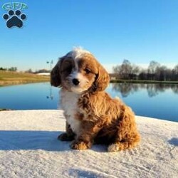 Joy/Cavapoo									Puppy/Female	/8 Weeks,Meet Joy, a cute & friendly cavapoo puppy ready to become your new best friend! This lovely girl comes home with a 1-year genetic health guarantee an is up to date on shots & wormer. She is raised on a family farm with children and would make a perfect fit for anyone Interested in adopting.  Call or text the breeder anytime !
