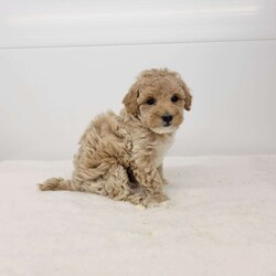 Sandy/Toy Poodle									Puppy/Female	/7 Weeks,Meet Sandy! A happy healthy puppy who is up to date with shots and dewormer, is microchipped, will be vet checked and is looking for a loving home! Please contact us with any questions or to come and meet her!