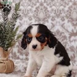 Japheth/Cavalier King Charles Spaniel									Puppy/Male	/8 Weeks,If you are looking for a fun and loving Cavalier Puppy, look no further! Japheth is the pup for you! He 