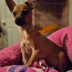 Adopt a dog:Molly/Chihuahua/Female/Baby,Molly is the last of her litter. She's 4 months old loves to play. Very attached to her person.