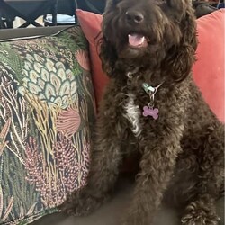 Labradoodle cross Border Collie puppies/Labrador Retriever/Male/Younger Than Six Months,Adorable Labradoodle Cross Border Collie Puppies Seeking Loving Families!