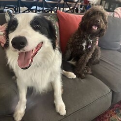 Labradoodle cross Border Collie puppies/Labrador Retriever/Male/Younger Than Six Months,Adorable Labradoodle Cross Border Collie Puppies Seeking Loving Families!