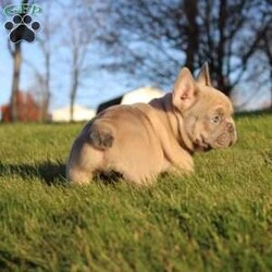 Tyson/French Bulldog									Puppy/Male	/8 Weeks,Tyson is a beautiful lilac fawn Frenchie.  He is very layed back and goes along with anything.  He is AKC registered, vet checked, and will be sold with a one-year genetic health garentee. 