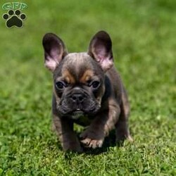 Karley/French Bulldog									Puppy/Female	/23 Weeks,Karley is a cute French Bulldog that is surely going to make a lovable pet for your family.