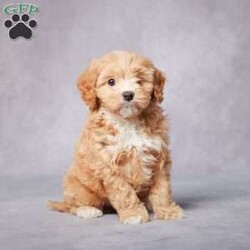 Arlo/Cavapoo									Puppy/Male	/8 Weeks,AKC registered / Genetically tested Parents – Happy and healthy – F1 Cavapoo – Up to date on and deworming – Microchipped – 6 month health/1 year genetic guarantees(1yr/2yr if you remain on recommended food)- Full vet examination Call/text/email to schedule a time to come out and visit. We can ship to you, or can meet you at our airport. We can also meet in between if a reasonable distance.