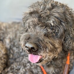 Adopt a dog:Toby/Miniature Poodle/Male/Senior,Do you love poodles? Would you love a dog to protect and snuggle with you at the same time? If so, look no further because Toby is the boy for you!!!! 

Toby came to us from a shelter in San Antonio where he had been dumped by his owners. He is estimated to be about 9 to 10 years old and while that may seem like a senior, he doesn’t act like a senior. He does love his sleep, but he will run to bark at the tractor or the cows too! He is curious about cats and loves other dogs. 

Oh, and Toby LOVES children!!! Just loves them!!! 

He walks great on a leash and is happiest being next to you on the sofa or curled up in his dog bed beside your bed. 

He is crate trained but he doesn’t need to be crated because he does so well out unattended. One of the MANY perks of adopting a senior! 

Toby is neutered, microchipped, utd on vaccines and heart worm negative. 

Adoption app: https://tinyurl.com/ffrp-adoptions

**Toby does require a home with a fenced backyard.**