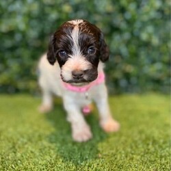 7 x Mini Spoodles (DNA Clear) Free Delivery Sydney//Both/Younger Than Six Months,7 x beautiful first generation Mini Spoodle puppies available to a loving home. Ready to go from the 19th December and we can deliver them to Sydney on this date.- 2 x Chocolate & White females ($2,200)- 1 x Chocolate Females ($2,200)- 1 x Cream & White Female ($1,800)- 2 x Chocolate Males ($2,200)- 1 x Chocolate & Male ($2,200)Puppies come :- With first round of vaccinations & microchipped- Vet check report- 6 weeks free pet insurance- Not desexed- Wormed every 2 weeksThe puppies have been raised indoors and outdoors, and around children and other puppies. These puppies will be low to non shedding. Similar to bordoodle, labradoodle, Aussiedoodle, groodle, cavoodle.The father is a DNA Clear 9kg Chocolate Cocker Spaniel, the mother is a 6kg Choc & White Parti Mini Poodle DNA Tested. We own both parents and I can send photos of parents on request.Once our puppies leave, we:- Would love to see updates!- Offer a rehoming policy- Offer a 18 month health guarantee- Have a Facebook page you can stay in touch or see other puppies we have bred- Offer support and are free to talk at any time throughout your puppies lifeWe are located in Nyngan NSW, can get to Dubbo at any stage. Road transport is usually organised from Dubbo. There will be free transport to Sydney, with a chosen meeting location and time. Happy to arrange other freight at buyers expense, flights from Sydney to another capital city are usually around $300Full members of AAPDB: 16947BIN: B000738270We have a website & Facebook page Country Canine Co. Please look on our Facebook group Country Canine Co. Families for photos of the previous litter as adults.